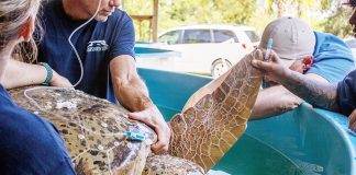 Jolene, a green sea turtle. Photo courtesy Brevard Zoo’s Sea Turtle Healing Center
