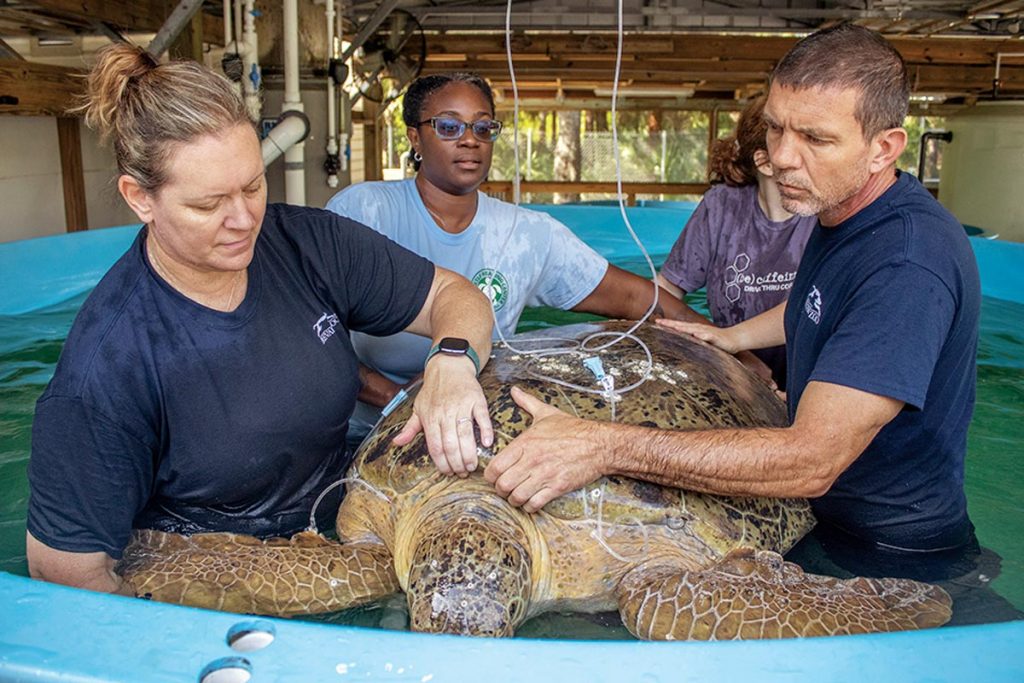 Shanon Gann and her team do a follow-up exam on Jolene, a green sea turtle completing her recovery at the center. Photo courtesy Brevard Zoo’s Sea Turtle Healing Center