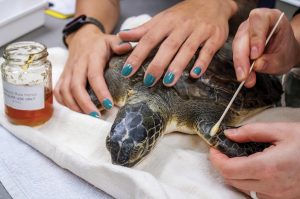 When the turtle is subsequently placed in sunlight, the honey promotes healing. Photo courtesy of Brevard Zoo’s Sea Turtle Healing Center