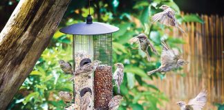 Food and water meant for birds can attract other critters in need of a meal. Photo courtesy of iStock