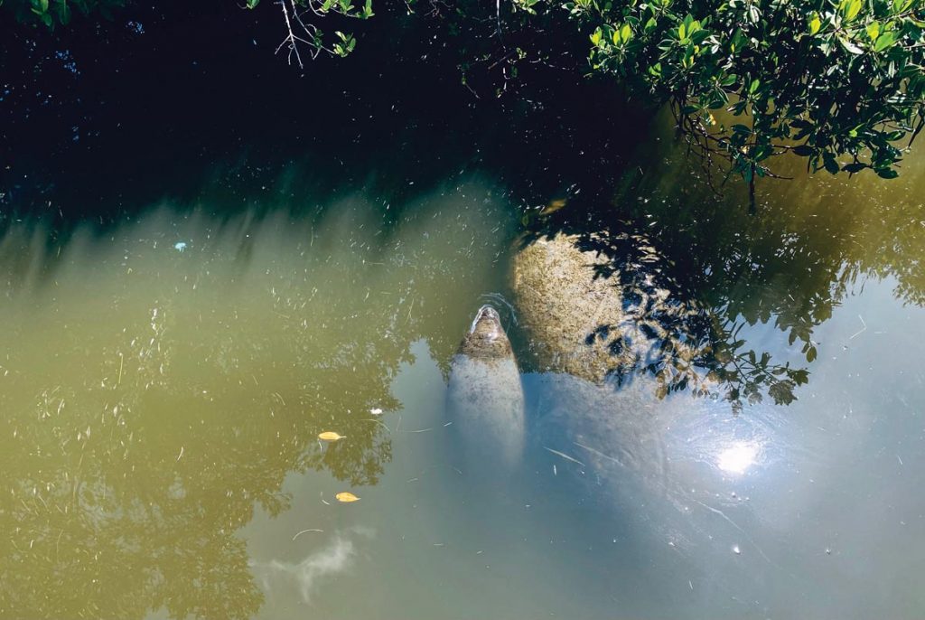 Round Island Riverside Park is a popular spot for manatee watching in the Indian River Lagoon. Photo by Kelly Rogers