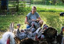 Thanksgiving Traditions at Crazy Hart Ranch At Crazy Hart Ranch, Linda Hart’s Narragansett heritage turkeys rule the roost. Photo by Steven Martine
