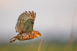 A burrowing owl takes flight over a prairie in Central Florida. Photo by Haoyu Li