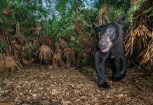 Trail Through Time Wildlife movement is tracked in a number of ways throughout Florida, including the use of “camera traps,” as this black bear demonstrates. Photo by fStop Foundation