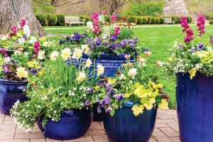 Flowering plants. Photo courtesy of iStock