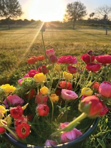 Pura Vida Flower Farm