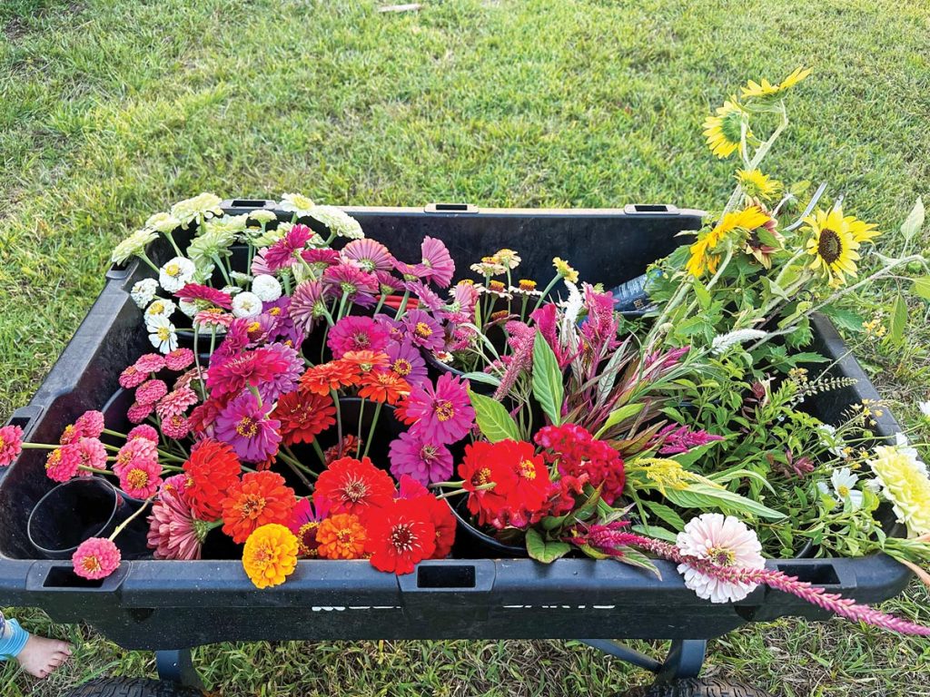 Snapdragons, zinnias, and verbena. Photo by Natalie Greenlaw