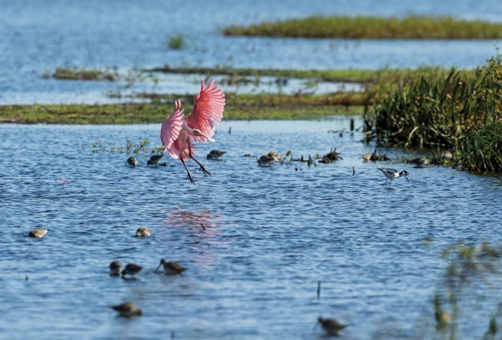 A roseate spoonbill comes in for a landing. Photo by Sam Wolfe