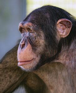Cash lived in a privately owned zoo before being rescued and welcomed by Save the Chimps