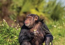 Chimpanzees Find Peace at Save the Chimps Kiley sits among the flowers, snacks in hand. Photo by Bob Joy