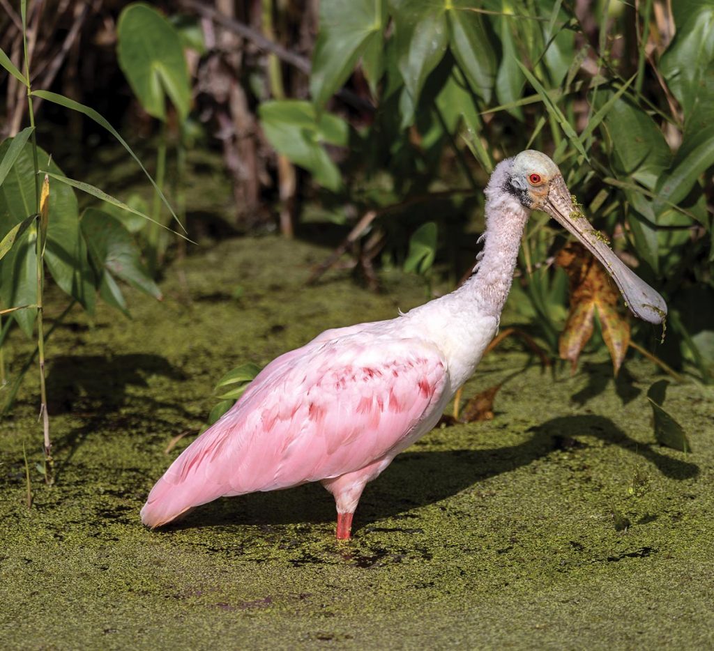 Roseate spoonbill in Stick Marsh. Photo by Sam Wolfe