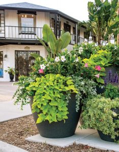 “Beautifying our charming town makes everyone happy.” — Cindy O’Dare