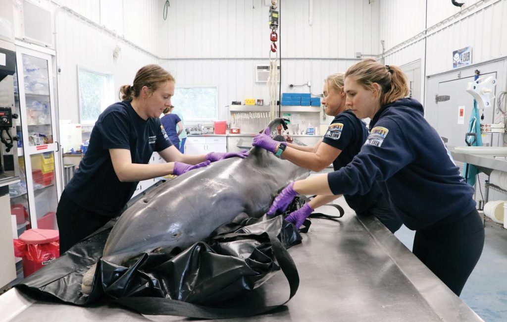 Brooke Davis, Wendy Marks, and Nicole Pegg begin a necropsy. Photo courtesy of Florida Atlantic University’s Harbor Branch Oceanographic Institute