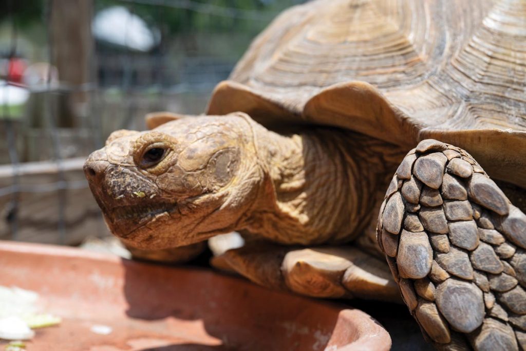 Shelly the tortoise keeps an eye on the visiting children. Photo by Steven Martine
