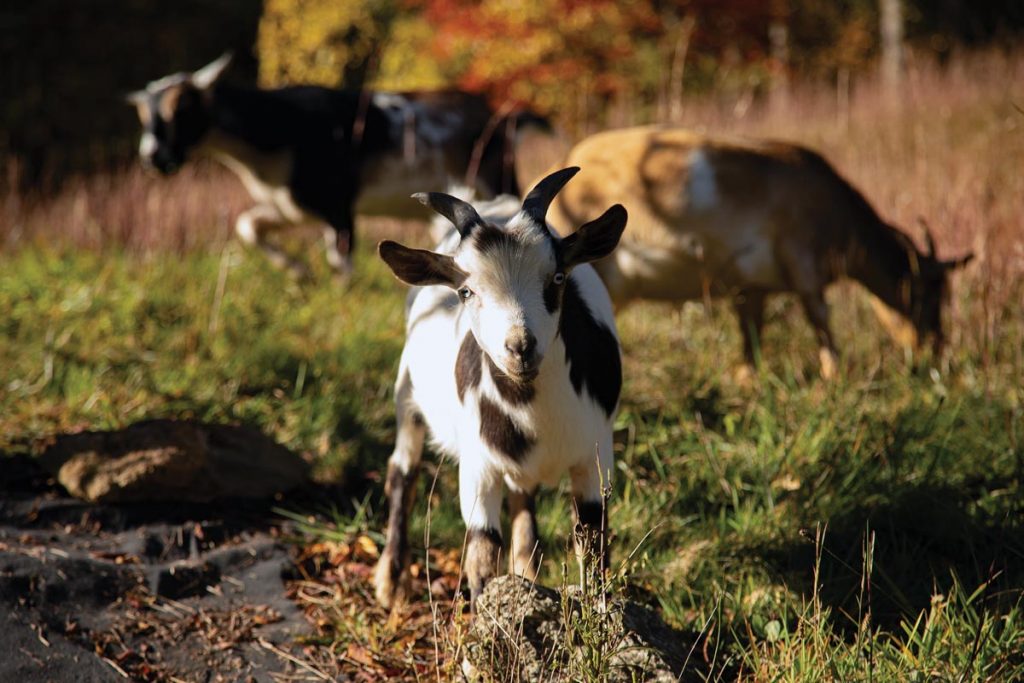 Vero Mountain's resident goats