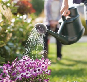 Watering flower beds a small amount twice per week helps your landscape stay healthy when heading into fall and winter. Photo courtesy of iStock