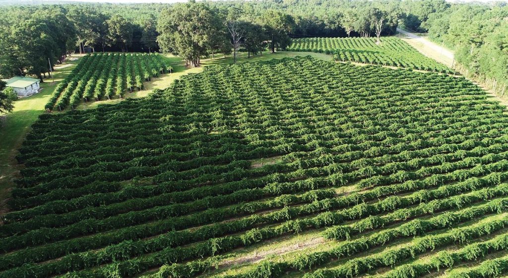 Chautauqua Winery in DeFuniak Springs