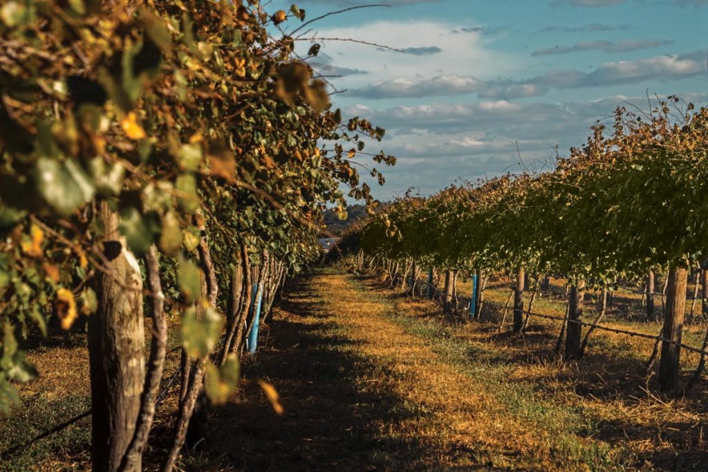 Lakeridge Winery in Tallahassee. Photo courtesy of Lakeridge Winery
