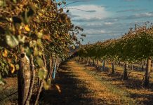 Five Florida Wineries to Visit Lakeridge Winery in Tallahassee. Photo courtesy of Lakeridge Winery