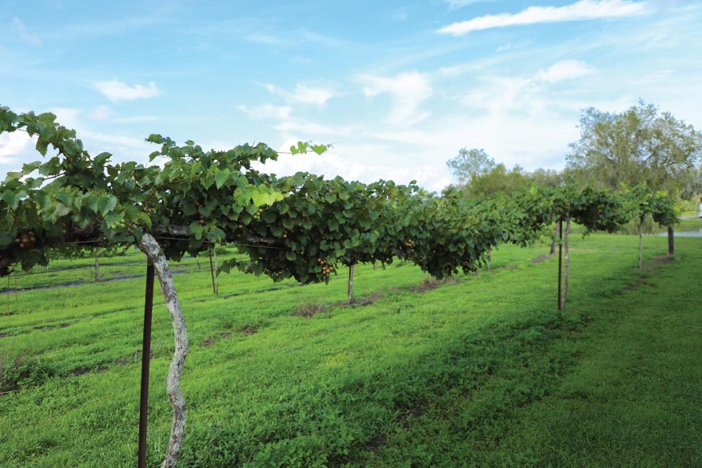 Summer Crush offers award-winning wines with grapes grown on their 14-acre property in northern St. Lucie County. Photo by Annie Shaw Photography