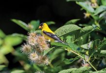 Expert Tips for Creating Bird-Friendly Yards A migrating American goldfinch sits atop a buttonbush, which offers seeds, shelter, and insects for the winter Florida resident. Photo courtesy of Adobe Stock