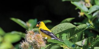 A migrating American goldfinch sits atop a buttonbush, which offers seeds, shelter, and insects for the winter Florida resident. Photo courtesy of Adobe Stock