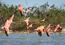 Where to See Flamingos in Florida As many as two dozen flamingos were seen at Merritt Island National Wildlife Refuge in Brevard County in recent years. Photo by Chad Bruce/Kilted Adventure Guy