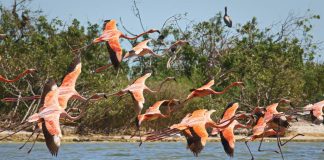 As many as two dozen flamingos were seen at Merritt Island National Wildlife Refuge in Brevard County in recent years. Photo by Chad Bruce/Kilted Adventure Guy