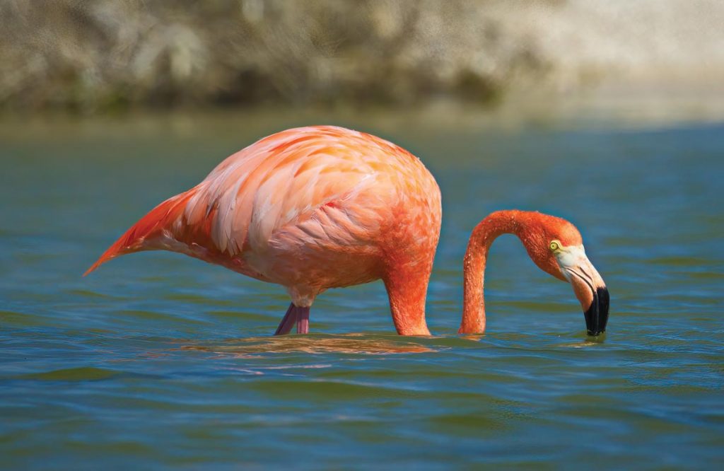 Flamingos have also been seen at the Merritt Island National Wildlife Refuge. Photo by Chad Bruce_Kilted Adventure Guy