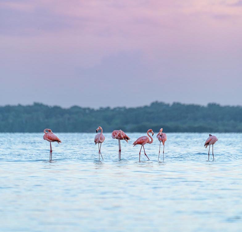 Since 2023, sightings of flamingos throughout the state of Florida and beyond have increased as a result of Hurricane Idalia. Photo courtesy of iStock