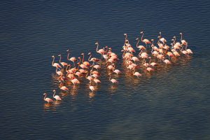 Some of the striking imagery of the flamingos found in Everglades National Park were taken from a helicopter. Photo by Mark Ian Cook