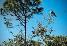 Local Nature Informs Florida-Friendly Landscaping At the North Sebastian Conservation Area, hikers can traverse several habitats, including wetlands and pine scrub, where curious scrub jays make their home. Photo by Kelly Rogers