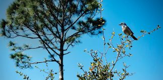 At the North Sebastian Conservation Area, hikers can traverse several habitats, including wetlands and pine scrub, where curious scrub jays make their home. Photo by Kelly Rogers