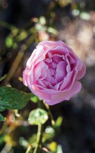 A rose in the garden. Photo by Steven Martine