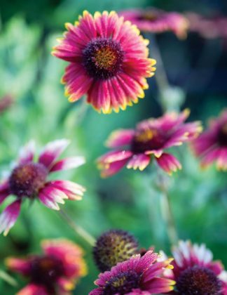 Gaillardia (aka blanketflowers). Photo by Steven Martine