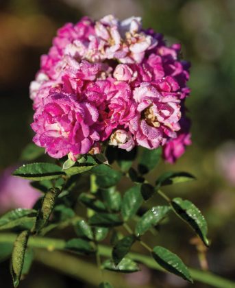Katrina-Rambler roses. Photo by Steven Martine