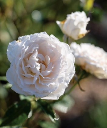 Spice Bermuda roses. Photo by Steven Martine