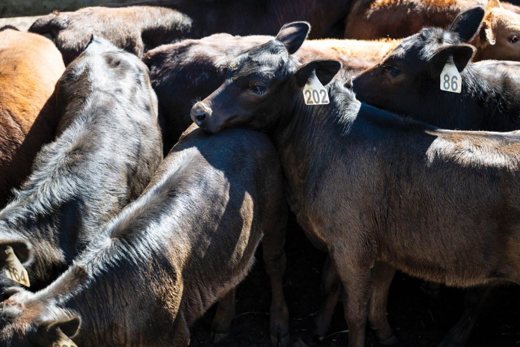 Cattle on Treasure Hammock Ranch. Photo by Steven Martine