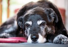 True Tails: Ask Amy Photo courtesy of iStock