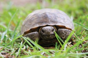 Savannas Preserve State Park, home to wildlife such as gopher tortoises, deer, marsh rabbits, and alligators. Photo courtesy of iStock