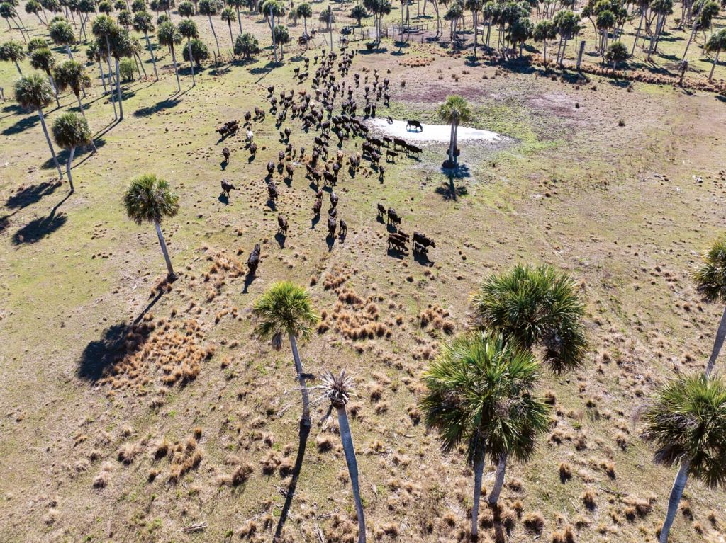 Treasure Hammock Ranch. Photo by Steven Martine