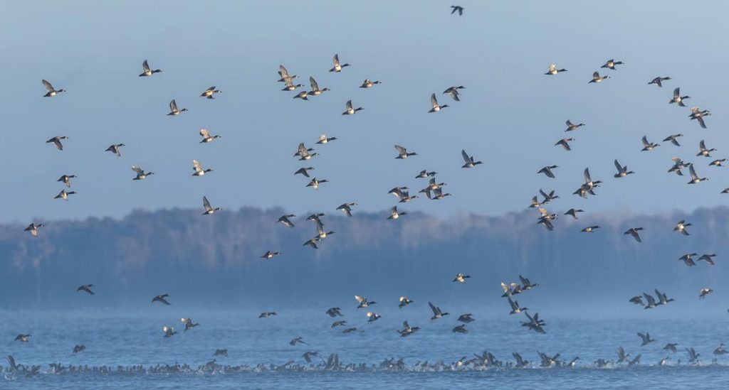 A flock of migrating ring-necked ducks spend winters in the Southeastern United States, including on the fresh water of Blue Cypress Lake. Photo by Sam Wolfe