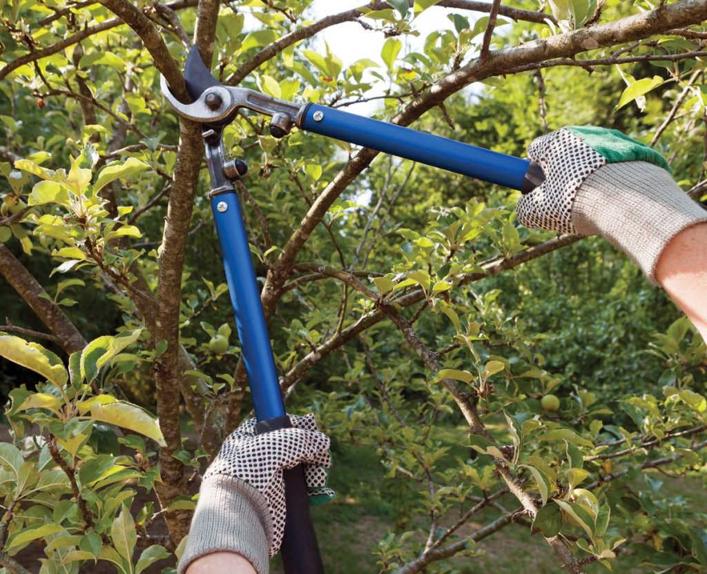 Especially in the wake of this past winter’s freeze, wise pruning can boost your landscape’s strength and resilience. Photo courtesy of iStock