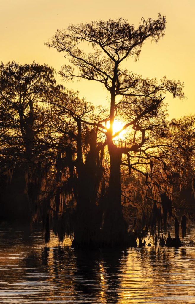 Golden light streams through moss-draped cypress trees at sunrise. Photo by Sam Wolfe