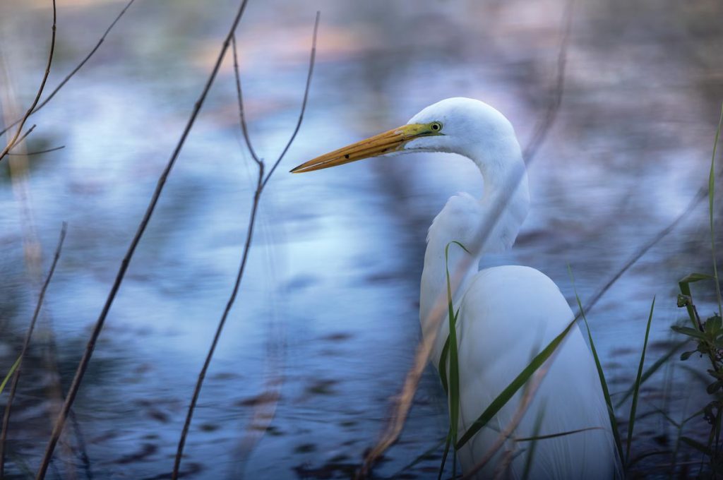 Great egrets can be seen hunting for meals in the flats. Photo by Sam Wolfe