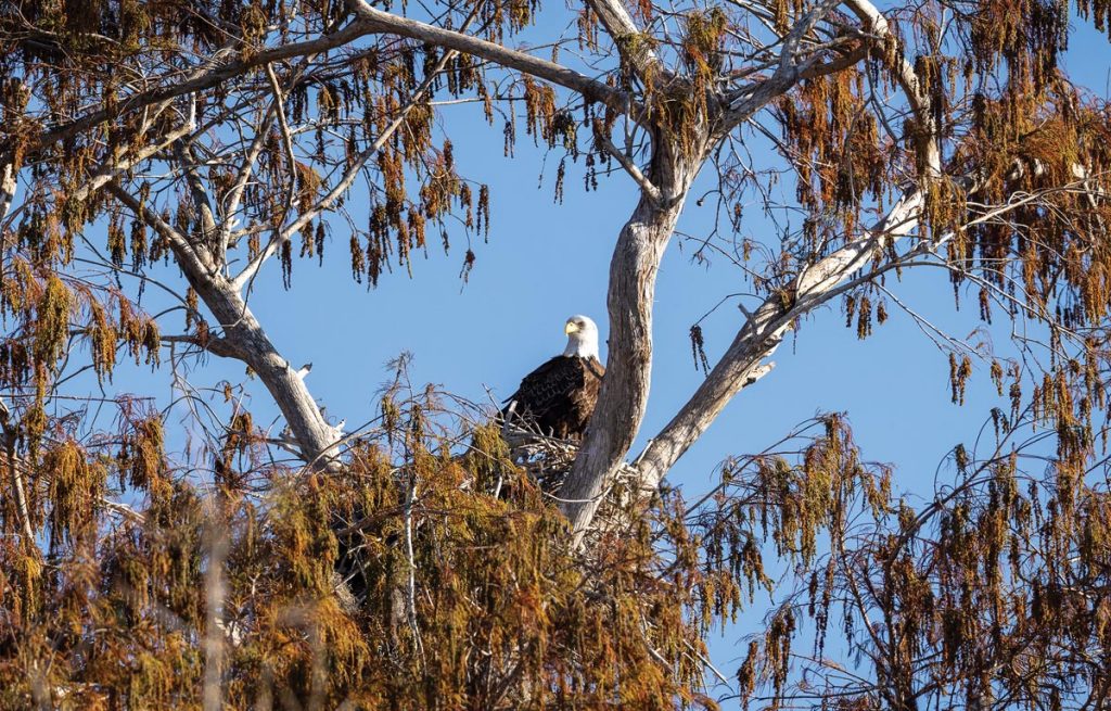 Majestic bald eagles can be found perched atop trees throughout the lake landscape. Photo by Sam Wolfe