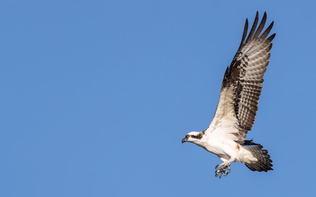 Ospreys are plentiful at Blue Cypress Lake. Photo by Sam Wolfe