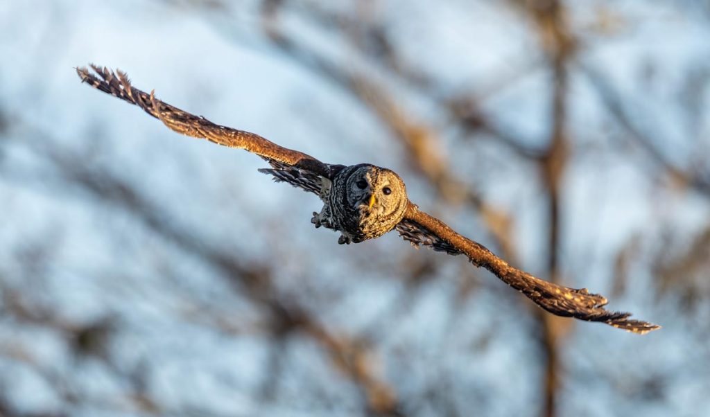The barred owl finds the lake to be an ideal spot for its next meal. Photo by Sam Wolfe