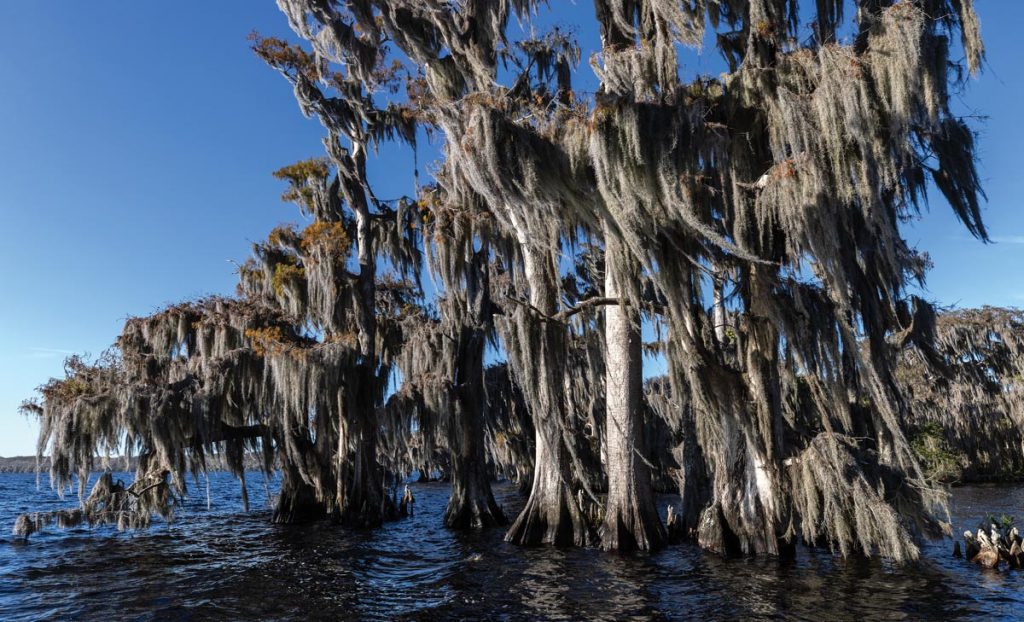 Thousands of moss-covered bald cypress trees rim the edge of Blue Cypress Lake and even grow up from the floor of this largest lake in Indian River County. Photo by Sam Wolfe