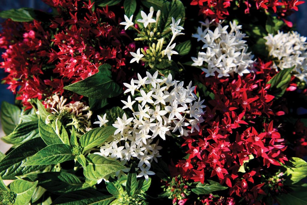 Pentas are both vibrant and heat tolerant. Photo by Red Jay Nursery